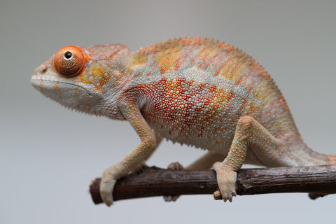 Holdbacks/Individuals: Last ever Ambilobe offspring from "Ankavia" (AKA Lefty) x "Nala-andriana" (AKA Scorpion Queen) - Hatched July 2025 - Male #2