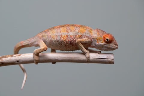 Holdbacks/Individuals: Last ever Ambilobe offspring from "Ankavia" (AKA Lefty) x "Nala-andriana" (AKA Scorpion Queen) - Hatched July 2025 - Male #2