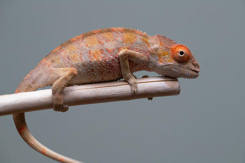 Holdbacks/Individuals: Last ever Ambilobe offspring from "Ankavia" (AKA Lefty) x "Nala-andriana" (AKA Scorpion Queen) - Hatched July 2025 - Male #2