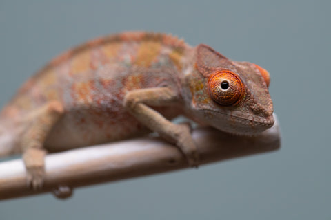 Holdbacks/Individuals: Last ever Ambilobe offspring from "Ankavia" (AKA Lefty) x "Nala-andriana" (AKA Scorpion Queen) - Hatched July 2025 - Male #2