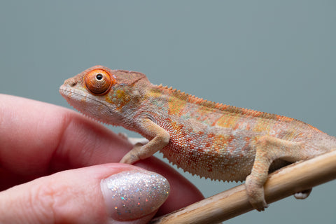Holdbacks/Individuals: Last ever Ambilobe offspring from "Ankavia" (AKA Lefty) x "Nala-andriana" (AKA Scorpion Queen) - Hatched July 2025 - Male #2