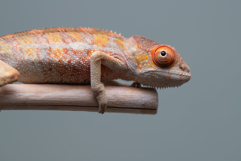 Holdbacks/Individuals: Last ever Ambilobe offspring from "Ankavia" (AKA Lefty) x "Nala-andriana" (AKA Scorpion Queen) - Hatched July 2025 - Male #2