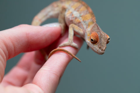 Holdbacks/Individuals: Last ever Ambilobe offspring from "Ankavia" (AKA Lefty) x "Nala-andriana" (AKA Scorpion Queen) - Hatched July 2025 - Male #2