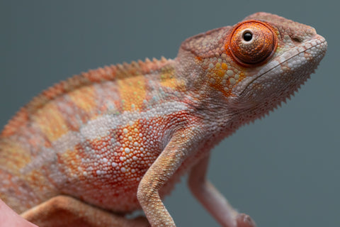 Holdbacks/Individuals: Last ever Ambilobe offspring from "Ankavia" (AKA Lefty) x "Nala-andriana" (AKA Scorpion Queen) - Hatched July 2025 - Male #2