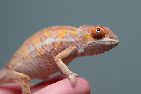 Holdbacks/Individuals: Last ever Ambilobe offspring from "Ankavia" (AKA Lefty) x "Nala-andriana" (AKA Scorpion Queen) - Hatched July 2025 - Male #2