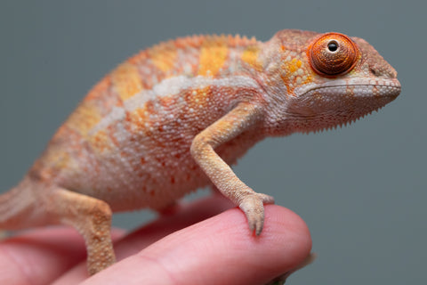 Holdbacks/Individuals: Last ever Ambilobe offspring from "Ankavia" (AKA Lefty) x "Nala-andriana" (AKA Scorpion Queen) - Hatched July 2025 - Male #2