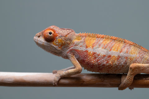 Holdbacks/Individuals: Last ever Ambilobe offspring from "Ankavia" (AKA Lefty) x "Nala-andriana" (AKA Scorpion Queen) - Hatched July 2025 - Male #2