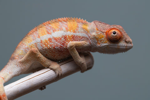 Holdbacks/Individuals: Last ever Ambilobe offspring from "Ankavia" (AKA Lefty) x "Nala-andriana" (AKA Scorpion Queen) - Hatched July 2025 - Male #2