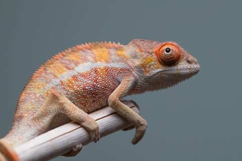 Holdbacks/Individuals: Last ever Ambilobe offspring from "Ankavia" (AKA Lefty) x "Nala-andriana" (AKA Scorpion Queen) - Hatched July 2025 - Male #2