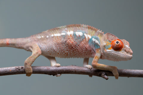 Holdbacks/Individuals: Last ever Ambilobe offspring from "Ankavia" (AKA Lefty) x "Nala-andriana" (AKA Scorpion Queen) - Hatched July 2025 - Male #1