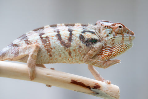 *Special Price* - Holdbacks/Individuals - 50/50 Locale Cross offspring from "Bombay Sapphire" x "Ankoso-bolamena" (AKA Goldie)" - Hatched May 2023 - Female #1