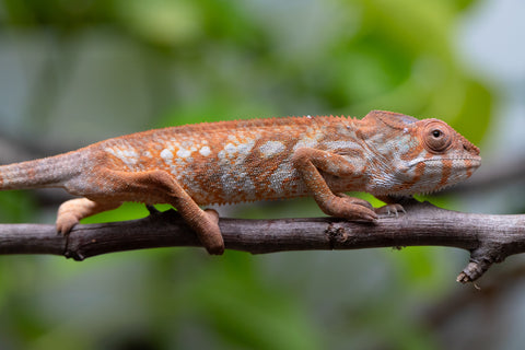 Holdbacks/Individuals: Ambilobe Offspring From "Bozeny-akanga" (AKA Little Rascal) x "Antely-tantely" (AKA Honey Bee) - Hatched Dec 2025 - Jan 2026 - Female #1