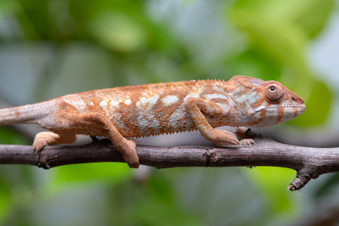 Holdbacks/Individuals: Ambilobe Offspring From "Bozeny-akanga" (AKA Little Rascal) x "Antely-tantely" (AKA Honey Bee) - Hatched Dec 2025 - Jan 2026 - Female #1
