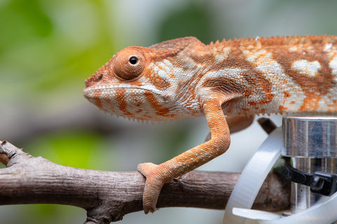 Holdbacks/Individuals: Ambilobe Offspring From "Bozeny-akanga" (AKA Little Rascal) x "Antely-tantely" (AKA Honey Bee) - Hatched Dec 2025 - Jan 2026 - Female #1
