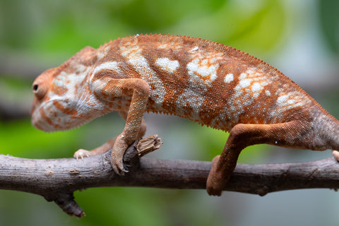 Holdbacks/Individuals: Ambilobe Offspring From "Bozeny-akanga" (AKA Little Rascal) x "Antely-tantely" (AKA Honey Bee) - Hatched Dec 2025 - Jan 2026 - Female #1