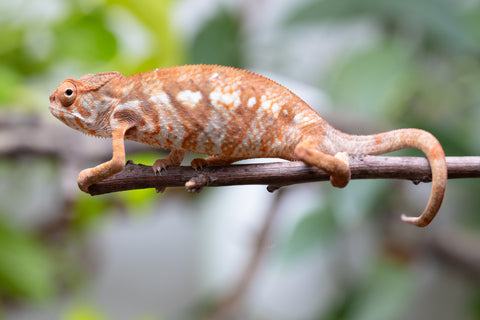 Holdbacks/Individuals: Ambilobe Offspring From "Bozeny-akanga" (AKA Little Rascal) x "Antely-tantely" (AKA Honey Bee) - Hatched Dec 2025 - Jan 2026 - Female #1