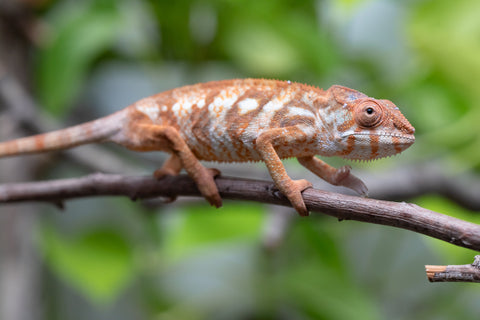 Holdbacks/Individuals: Ambilobe Offspring From "Bozeny-akanga" (AKA Little Rascal) x "Antely-tantely" (AKA Honey Bee) - Hatched Dec 2025 - Jan 2026 - Female #1