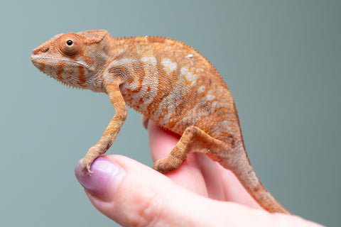 Holdbacks/Individuals: Ambilobe Offspring From "Bozeny-akanga" (AKA Little Rascal) x "Antely-tantely" (AKA Honey Bee) - Hatched Dec 2025 - Jan 2026 - Female #1