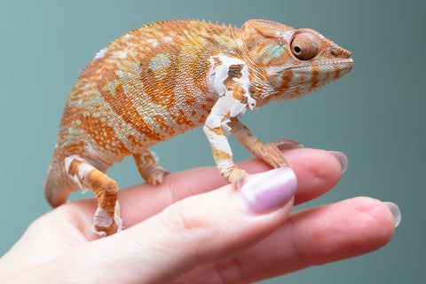 Holdbacks/Individuals: Ambilobe Offspring From "Bozeny-akanga" (AKA Little Rascal) x "Antely-tantely" (AKA Honey Bee) - Hatched Dec 2025 - Jan 2026 - Female #2