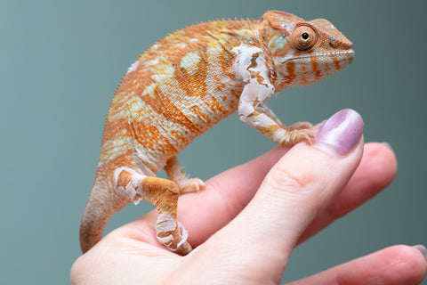 Holdbacks/Individuals: Ambilobe Offspring From "Bozeny-akanga" (AKA Little Rascal) x "Antely-tantely" (AKA Honey Bee) - Hatched Dec 2025 - Jan 2026 - Female #2