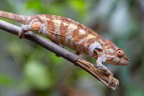 Holdbacks/Individuals: Ambilobe Offspring From "Bozeny-akanga" (AKA Little Rascal) x "Antely-tantely" (AKA Honey Bee) - Hatched Dec 2025 - Jan 2026 - Female #2