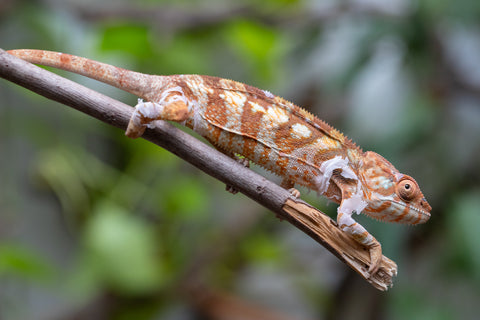 Holdbacks/Individuals: Ambilobe Offspring From "Bozeny-akanga" (AKA Little Rascal) x "Antely-tantely" (AKA Honey Bee) - Hatched Dec 2025 - Jan 2026 - Female #2