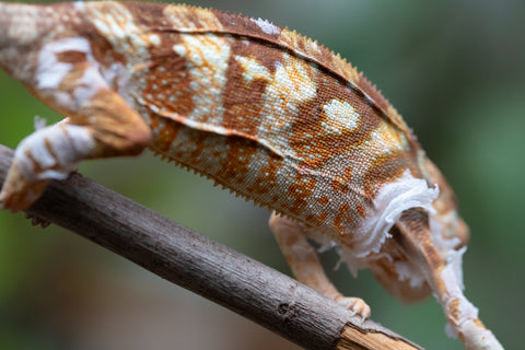 Holdbacks/Individuals: Ambilobe Offspring From "Bozeny-akanga" (AKA Little Rascal) x "Antely-tantely" (AKA Honey Bee) - Hatched Dec 2025 - Jan 2026 - Female #2