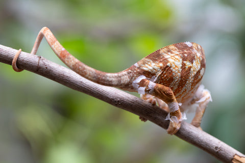 Holdbacks/Individuals: Ambilobe Offspring From "Bozeny-akanga" (AKA Little Rascal) x "Antely-tantely" (AKA Honey Bee) - Hatched Dec 2025 - Jan 2026 - Female #2