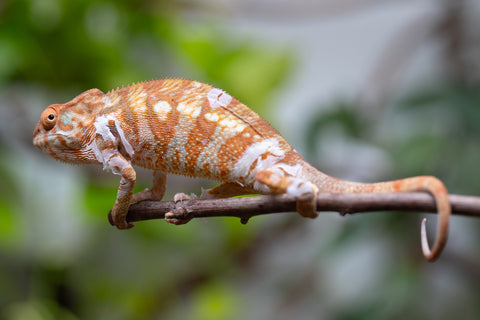 Holdbacks/Individuals: Ambilobe Offspring From "Bozeny-akanga" (AKA Little Rascal) x "Antely-tantely" (AKA Honey Bee) - Hatched Dec 2025 - Jan 2026 - Female #2