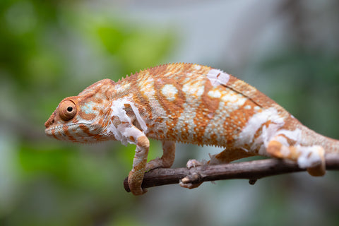 Holdbacks/Individuals: Ambilobe Offspring From "Bozeny-akanga" (AKA Little Rascal) x "Antely-tantely" (AKA Honey Bee) - Hatched Dec 2025 - Jan 2026 - Female #2