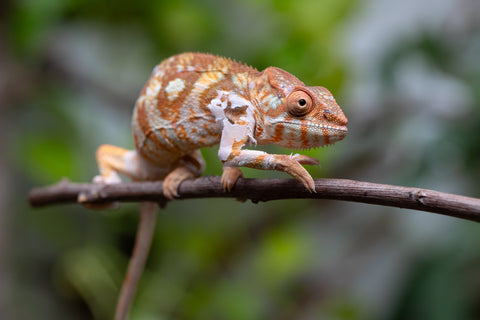 Holdbacks/Individuals: Ambilobe Offspring From "Bozeny-akanga" (AKA Little Rascal) x "Antely-tantely" (AKA Honey Bee) - Hatched Dec 2025 - Jan 2026 - Female #2