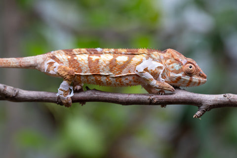 Holdbacks/Individuals: Ambilobe Offspring From "Bozeny-akanga" (AKA Little Rascal) x "Antely-tantely" (AKA Honey Bee) - Hatched Dec 2025 - Jan 2026 - Female #2