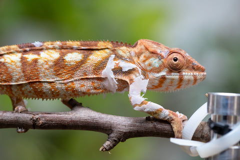 Holdbacks/Individuals: Ambilobe Offspring From "Bozeny-akanga" (AKA Little Rascal) x "Antely-tantely" (AKA Honey Bee) - Hatched Dec 2025 - Jan 2026 - Female #2