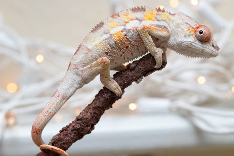 Holdbacks/Individuals: Ambilobe Offspring From "Bozeny-akanga" (AKA Little Rascal) x "Antely-tantely" (AKA Honey Bee) - Hatched Dec 2025 - Jan 2026 - Male #1