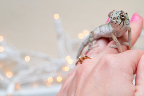 Holdbacks/Individuals: Ambilobe Offspring From "Bozeny-akanga" (AKA Little Rascal) x "Antely-tantely" (AKA Honey Bee) - Hatched Dec 2025 - Jan 2026 - Male #2