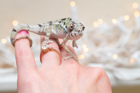 Holdbacks/Individuals: Ambilobe Offspring From "Bozeny-akanga" (AKA Little Rascal) x "Antely-tantely" (AKA Honey Bee) - Hatched Dec 2025 - Jan 2026 - Male #2