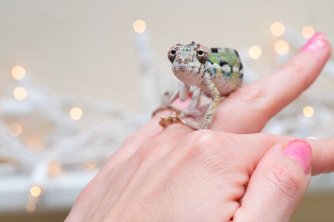 Holdbacks/Individuals: Ambilobe Offspring From "Bozeny-akanga" (AKA Little Rascal) x "Antely-tantely" (AKA Honey Bee) - Hatched Dec 2025 - Jan 2026 - Male #2