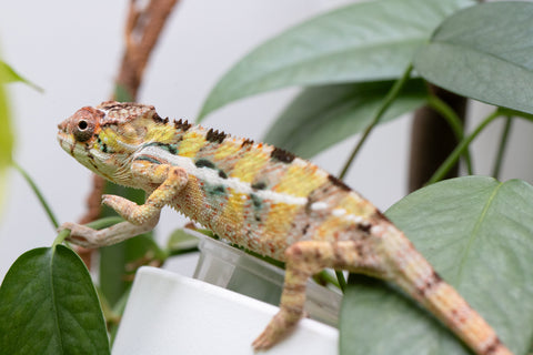 Holdbacks/Individuals: Ambilobe Offspring From "Bozeny-akanga" (AKA Little Rascal) x "Antely-tantely" (AKA Honey Bee) - Hatched Dec 2025 - Jan 2026 - Male #4