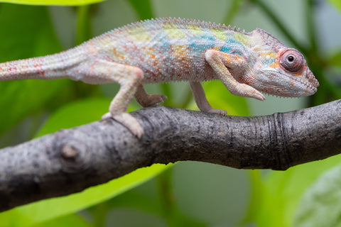 Ambilobe From "Bozeny-akanga" (AKA Little Rascal) x "Antely-tantely" (AKA Honey Bee) - Hatched April 2026 - Male #1