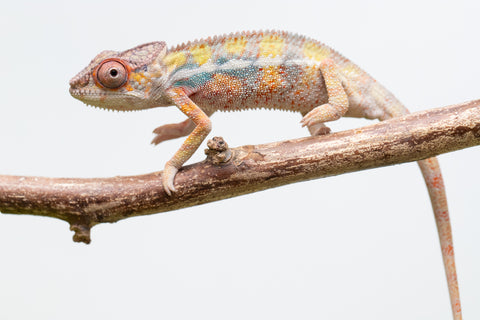 Ambilobe From "Bozeny-akanga" (AKA Little Rascal) x "Antely-tantely" (AKA Honey Bee) - Hatched April 2026 - Male #1