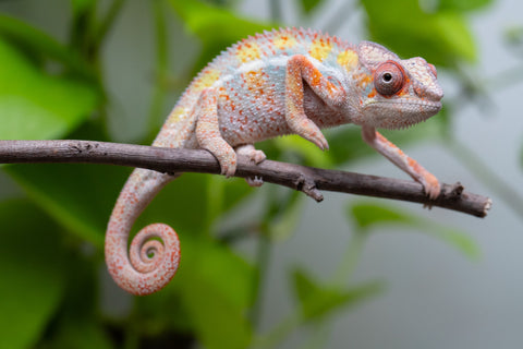Ambilobe From "Bozeny-akanga" (AKA Little Rascal) x "Antely-tantely" (AKA Honey Bee) - Hatched April 2026 - Male #1