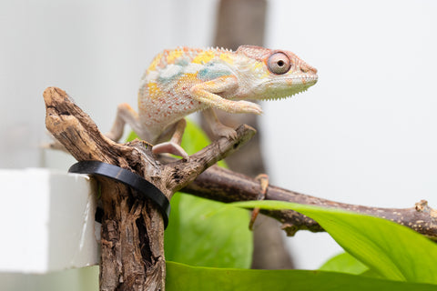 Ambilobe From "Bozeny-akanga" (AKA Little Rascal) x "Antely-tantely" (AKA Honey Bee) - Hatched April 2026 - Male #2