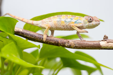 Ambilobe From "Bozeny-akanga" (AKA Little Rascal) x "Antely-tantely" (AKA Honey Bee) - Hatched April 2026 - Male #2