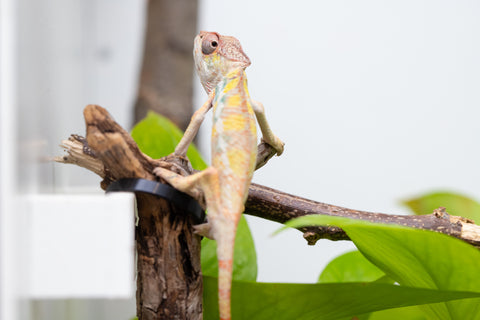 Ambilobe From "Bozeny-akanga" (AKA Little Rascal) x "Antely-tantely" (AKA Honey Bee) - Hatched April 2026 - Male #2