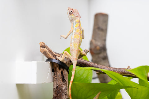 Ambilobe From "Bozeny-akanga" (AKA Little Rascal) x "Antely-tantely" (AKA Honey Bee) - Hatched April 2026 - Male #2
