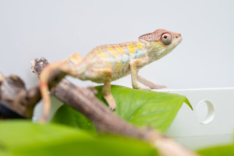 Ambilobe From "Bozeny-akanga" (AKA Little Rascal) x "Antely-tantely" (AKA Honey Bee) - Hatched April 2026 - Male #2