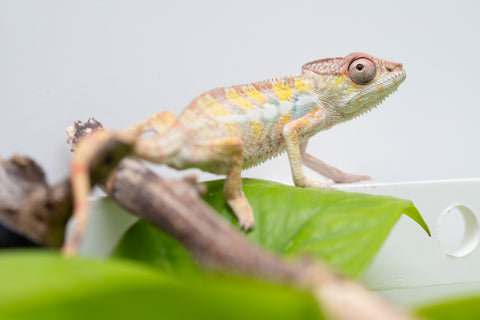 Ambilobe From "Bozeny-akanga" (AKA Little Rascal) x "Antely-tantely" (AKA Honey Bee) - Hatched April 2026 - Male #2