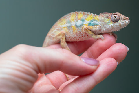 Ambilobe From "Bozeny-akanga" (AKA Little Rascal) x "Antely-tantely" (AKA Honey Bee) - Hatched April 2026 - Male #2