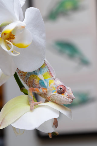 Ambilobe From "Bozeny-akanga" (AKA Little Rascal) x "Antely-tantely" (AKA Honey Bee) - Hatched April 2026 - Male #3 - Pick Of Litter