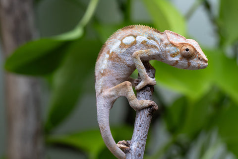 Ambilobe From "Bozeny-akanga" (AKA Little Rascal) x "Antely-tantely" (AKA Honey Bee) - Hatched June 2026 - Female #1